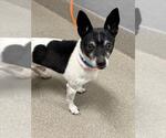 Small Chihuahua Mix