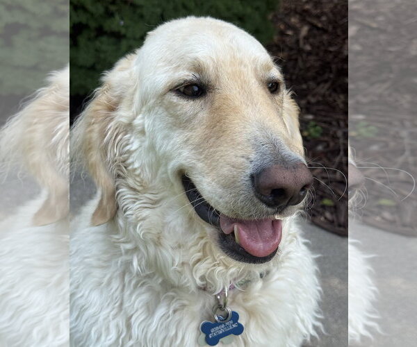 Medium Photo #4 Golden Pyrenees Puppy For Sale in Mount Airy, NC, USA