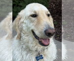 Small #3 Golden Pyrenees