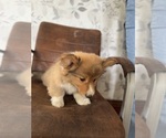 Small Photo #22 American Corgi Puppy For Sale in DENVER, IA, USA