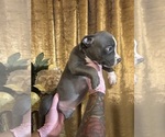 Small #5 American Bully