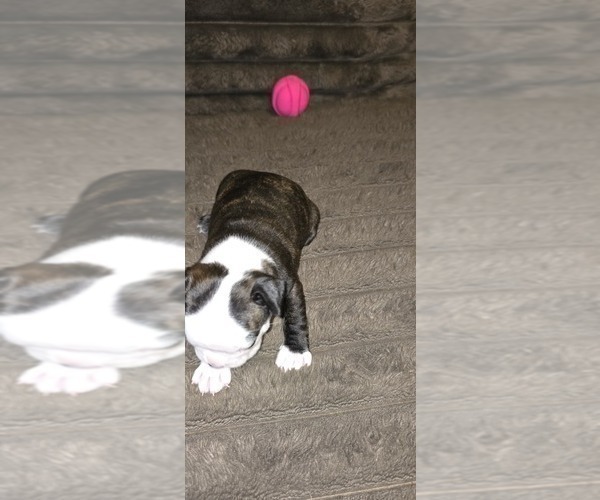 Medium Photo #2 Boston Terrier Puppy For Sale in MITCHELL, IN, USA