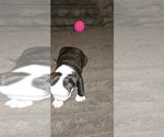 Small #1 Boston Terrier