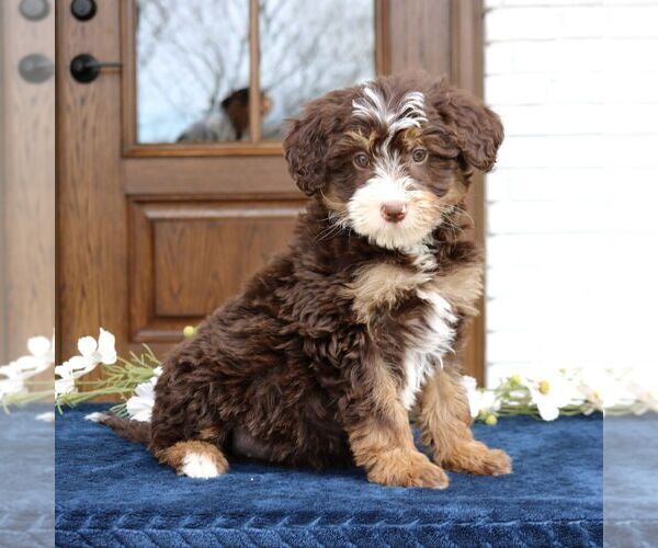 Medium Photo #4 Bernedoodle (Miniature) Puppy For Sale in NARVON, PA, USA