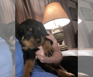 Rottweiler Puppy for sale in LUBBOCK, TX, USA