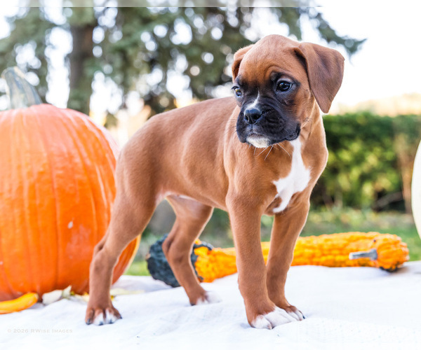 Medium Photo #62 Boxer Puppy For Sale in WAKARUSA, IN, USA