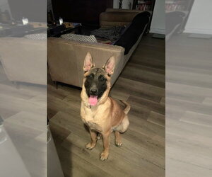 Mutt Dogs for adoption in Chandler, AZ, USA