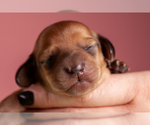 Small Photo #10 Dachshund Puppy For Sale in CROWLEY, TX, USA