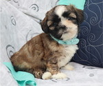 Puppy Quince Shih Tzu