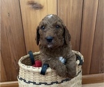 Small Photo #4 Irish Doodle Puppy For Sale in WHITNEY POINT, NY, USA