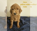 Puppy Hero Goldendoodle