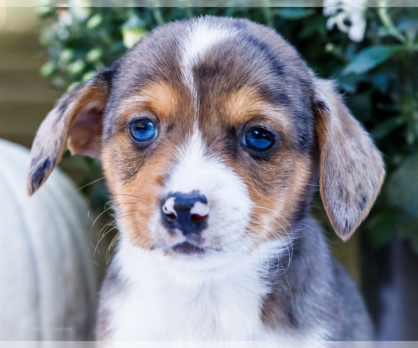 Medium Photo #2 Dorgi Puppy For Sale in WAKARUSA, IN, USA