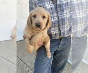 Labradoodle Puppy for sale in TIRO, OH, USA
