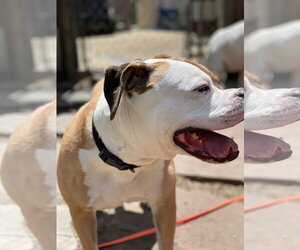 Jade - Female Bull-Boxer Dog for Adoption - Photo #5