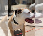 Small #8 Bull-Boxer