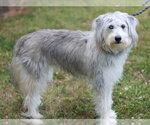 Small #2 Poodle (Standard)-Siberian Husky Mix