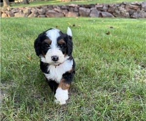 Medium Miniature Bernedoodle