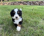 Puppy Tommy Miniature Bernedoodle