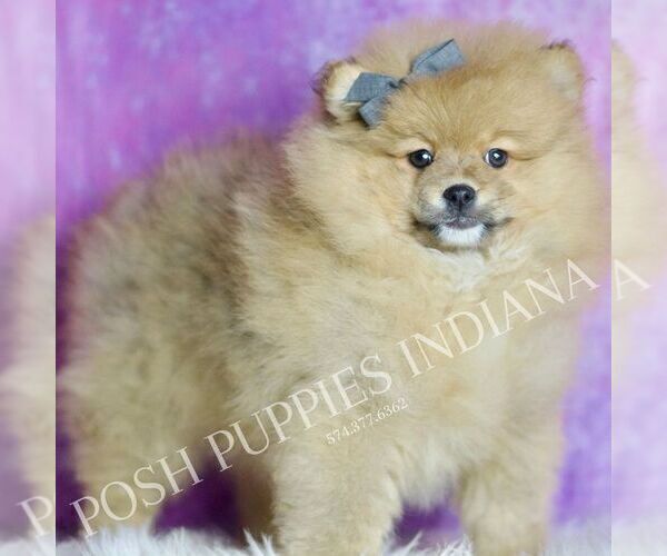 Medium Photo #5 Pomeranian Puppy For Sale in WARSAW, IN, USA