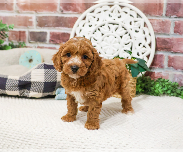 Medium Photo #8 Cavapoo (Miniature) Puppy For Sale in SYRACUSE, IN, USA