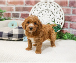 Small #7 Cavapoo (Miniature)