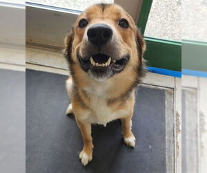 German Shepherd Dog-Siberian Husky Mix Dogs for adoption in Anchorage, AK, USA