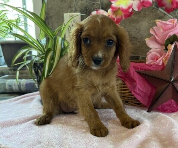 Medium Photo #4 Cavapoo Puppy For Sale in THORP, WI, USA