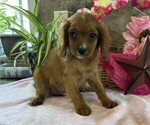 Small #3 Cavapoo