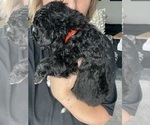Small #2 Bernedoodle