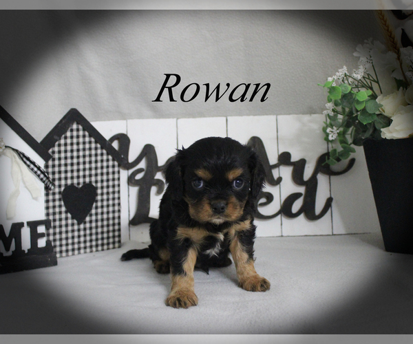 Medium Photo #13 Cavalier King Charles Spaniel Puppy For Sale in CHANUTE, KS, USA