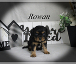 Small #12 Cavalier King Charles Spaniel