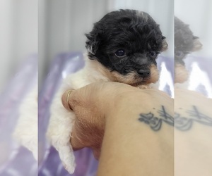 Poodle (Miniature) Puppy for sale in MOUNT VERNON, IL, USA