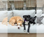 Small #5 American Pit Bull Terrier-Labrador Retriever Mix