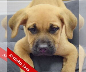 Mastiff-Unknown Mix Dogs for adoption in Huntley, IL, USA