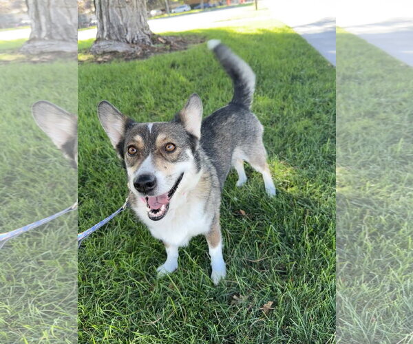 Medium Photo #1 Mutt Puppy For Sale in Sandy, UT, USA