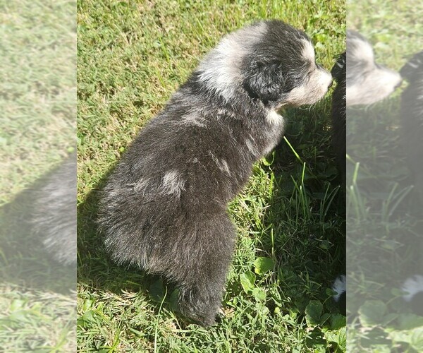 Medium Photo #4 Australian Shepherd Puppy For Sale in NELSON, VA, USA