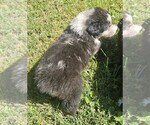 Steven - Male Australian Shepherd Puppy for Sale - Photo #4