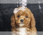 Puppy Prety PleaseAKC Poodle (Toy)