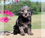 Small #3 Cockapoo-Poodle (Toy) Mix
