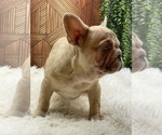 Small Photo #3 French Bulldog Puppy For Sale in FOLSOM, CA, USA