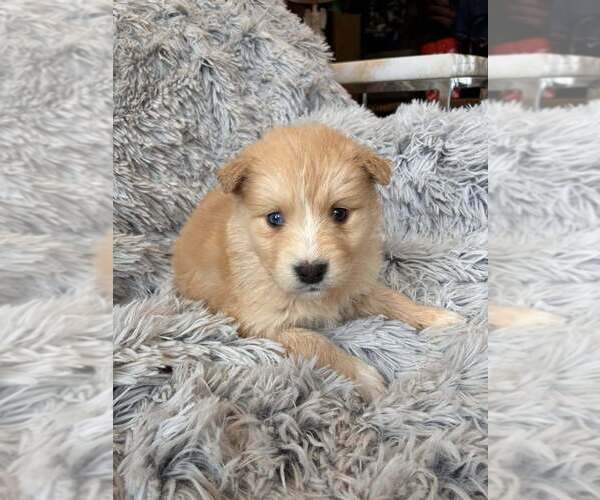 Medium Photo #2 Border Collie-Unknown Mix Puppy For Sale in New York, NY, USA
