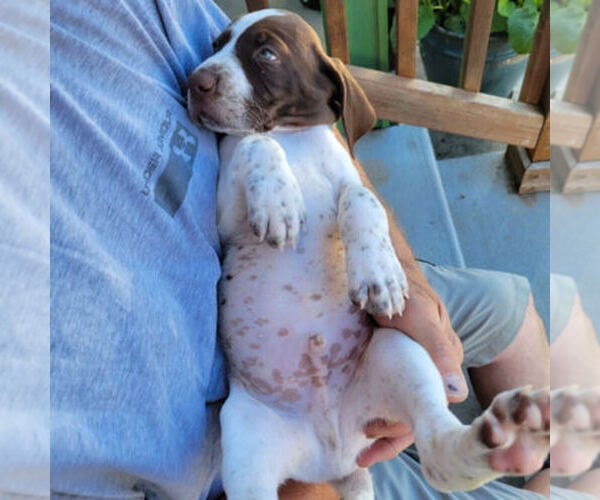 Medium Photo #1 German Wirehaired Pointer Puppy For Sale in PORT LUDLOW, WA, USA