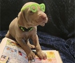 Small Photo #17 Weimaraner Puppy For Sale in NEWCASTLE, OK, USA