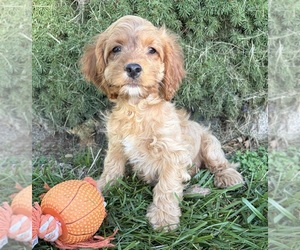 Cockapoo (Miniature) Puppy for sale in MIDDLEBURY, IN, USA