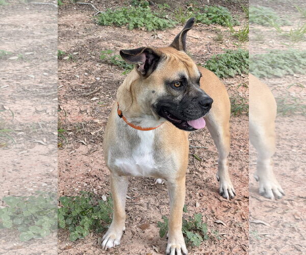 Medium Photo #4 Boxer Puppy For Sale in The Woodlands, TX, USA