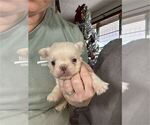 Small #10 French Bulldog