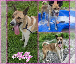 Akita-German Shepherd Dog Mix Dogs for adoption in Blacksburg, SC, USA