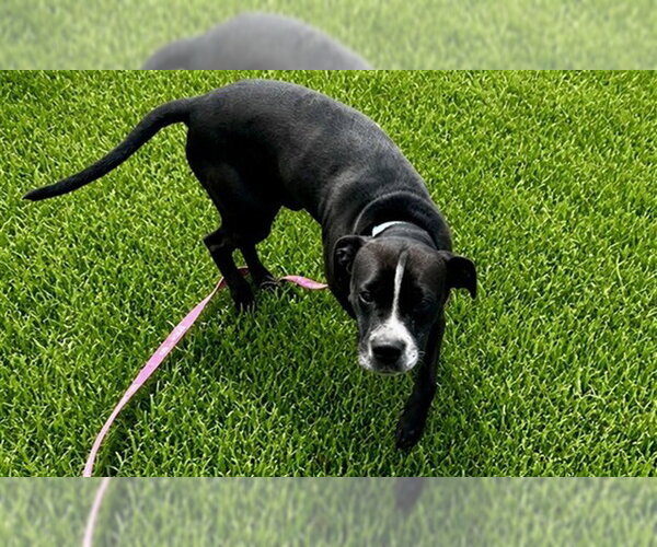 Medium Photo #3 American Pit Bull Terrier Puppy For Sale in Ocala, FL, USA