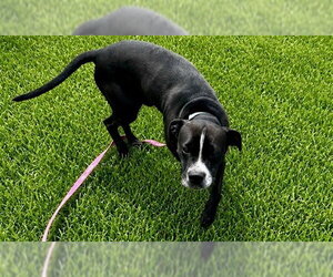 MUGIN - Male American Pit Bull Terrier Dog for Adoption - Photo #3