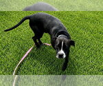 Small #2 American Pit Bull Terrier